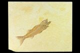 Uncommon Fish Fossil (Mioplosus) - Wyoming #144199-1
